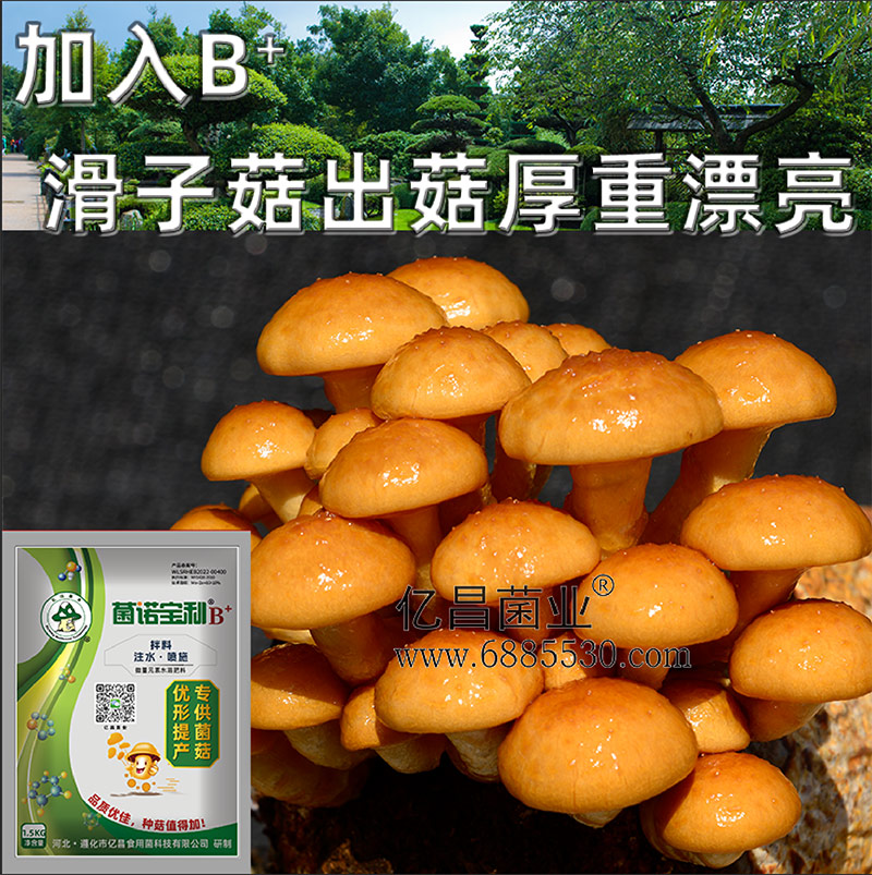 亿昌菌业-菌诺宝利B+（网页-21）加入B+滑子菇出菇厚重漂亮