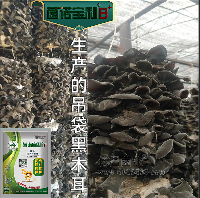 亿昌菌业-菌诺宝利B+（网页-23）生产吊袋黑木耳