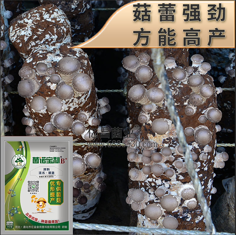 亿昌菌业-菌诺宝利B+（网页-41）菇蕾强劲，方能高产