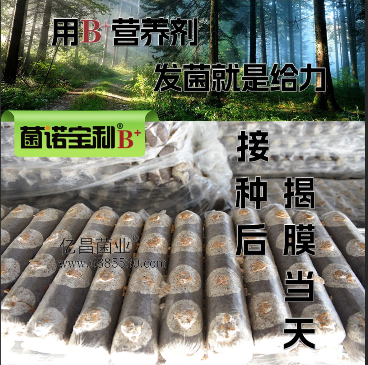 菌诺宝利B+