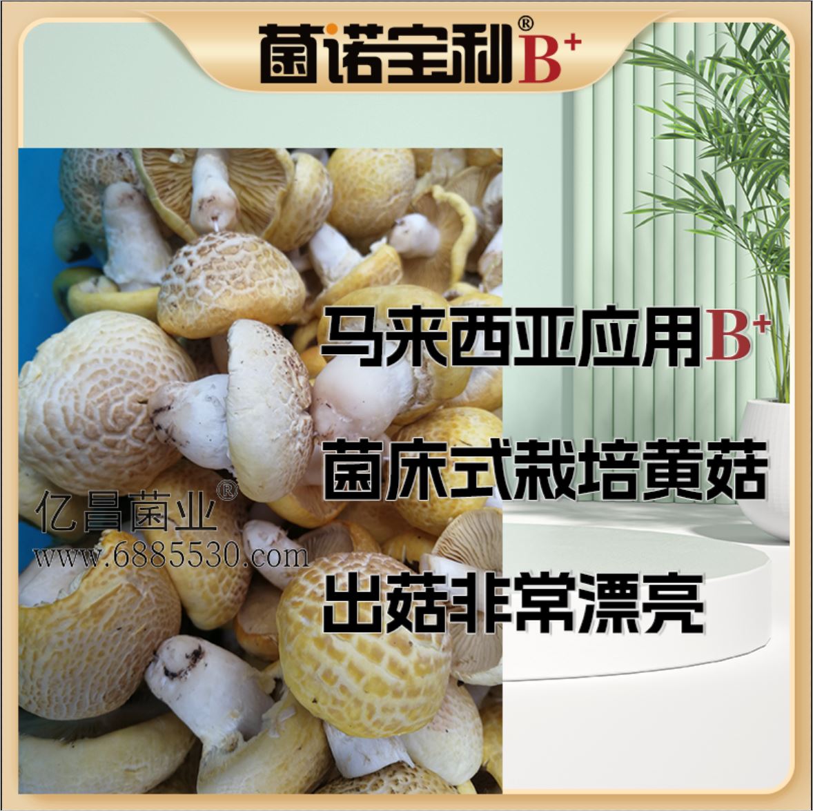 菌诺宝利B+